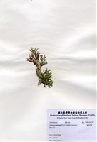 藏品(扁乳節藻)的圖片